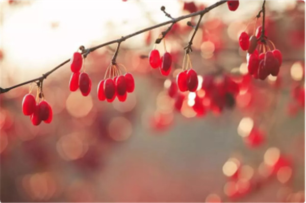 1574922087387286.jpg 「重陽節話酒」 一杯重陽酒 活到九十九371.jpg